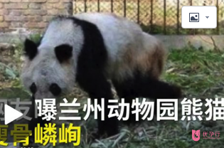 熊貓瘦成皮包骨，繁殖后代也用上了人工授精？