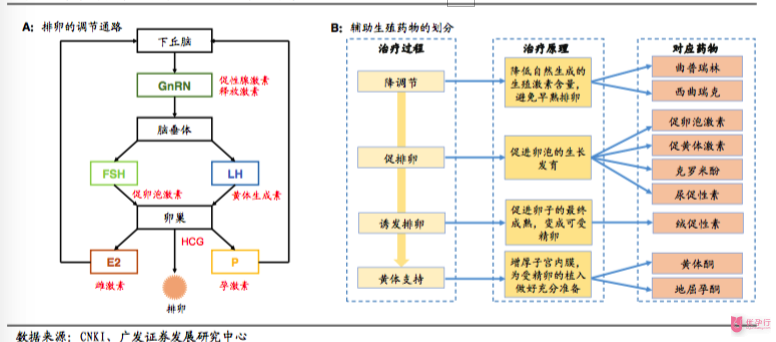 輔助生殖藥物的治療過(guò)程和對(duì)排卵的調(diào)節(jié)
