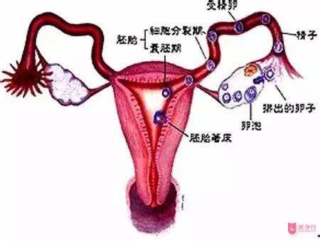 子宮內(nèi)膜厚g (2).jpg