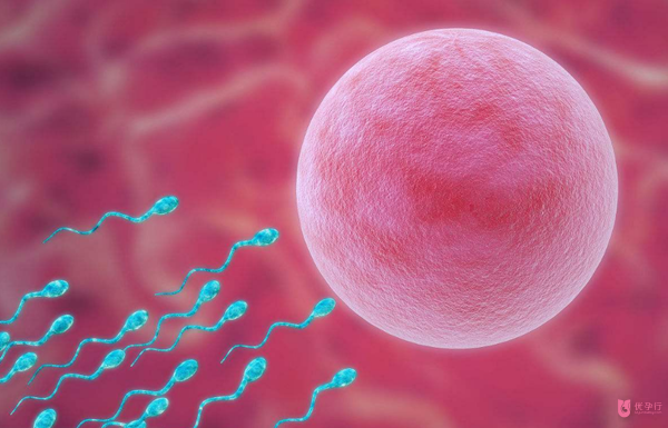 美國(guó)試管嬰兒