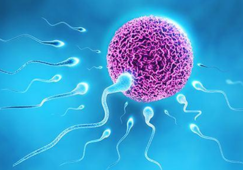 大姨媽每個月報道，試管嬰兒怎么就無排卵呢？