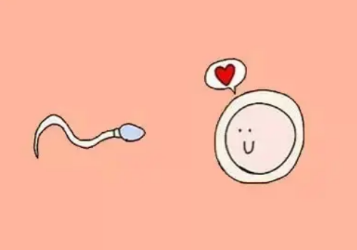 想做試管嬰兒,卻發(fā)現(xiàn)子宮內膜太薄,如何才能接好孕?