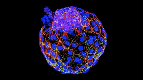 2022年俄羅斯第三代試管嬰兒醫(yī)院哪家好